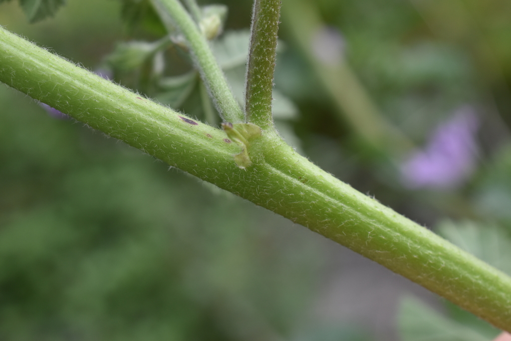 Malva pseudolavatera (hero image)