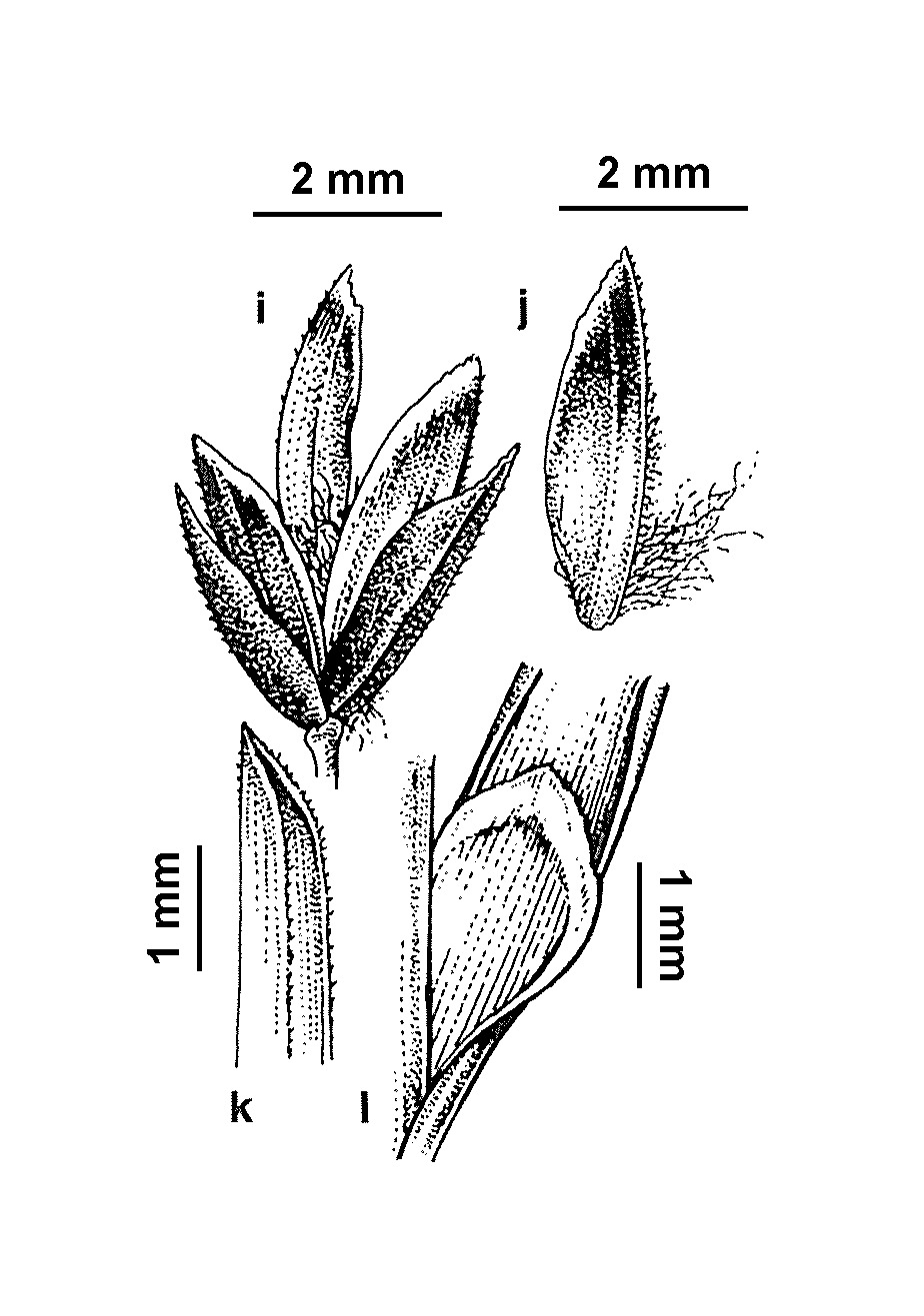 Poa pratensis (hero image)