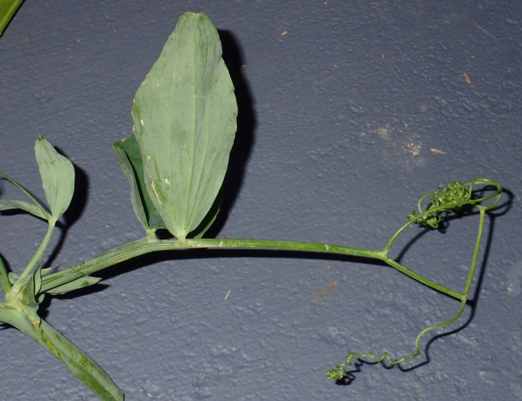 Lathyrus tingitanus (hero image)