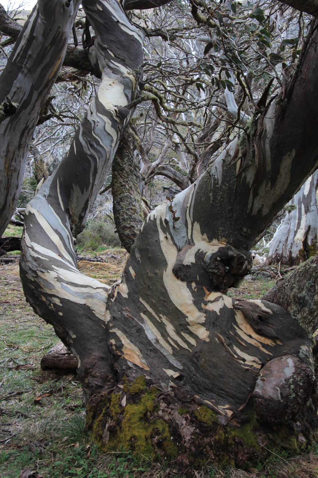 Eucalyptus pauciflora subsp. niphophila (hero image)