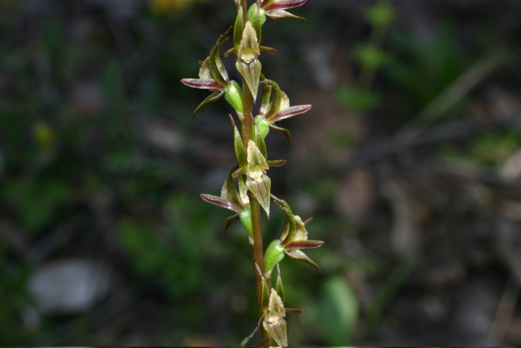 Prasophyllum subbisectum (hero image)