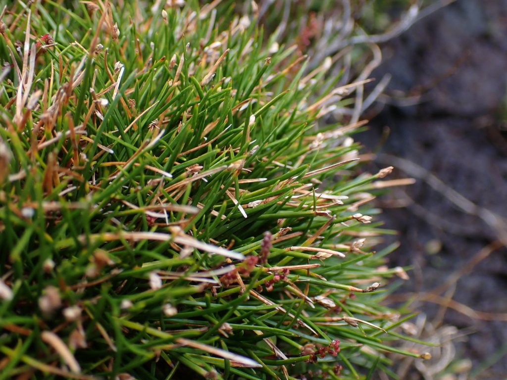 Isolepis aucklandica (hero image)