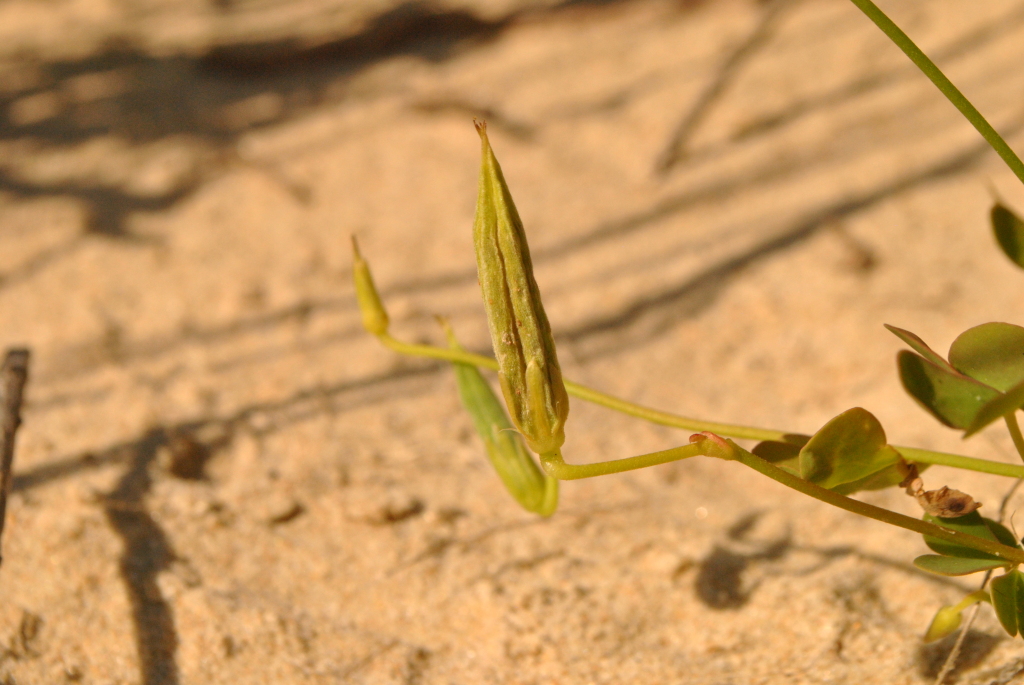 Oxalidaceae (hero image)