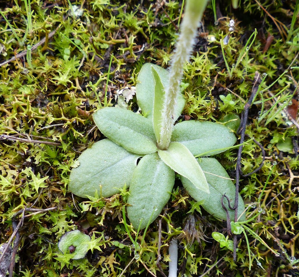 Pterostylis nana (hero image)