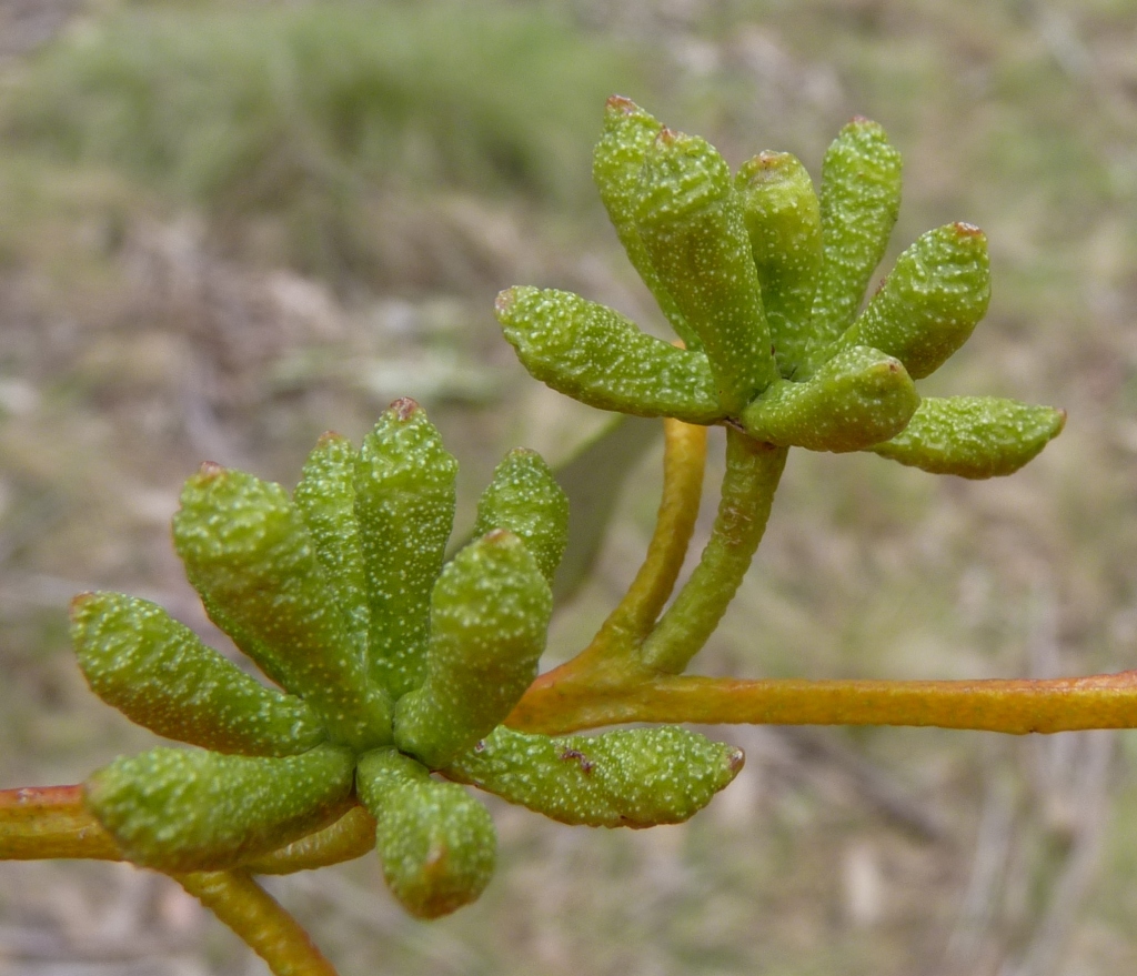 Eucalyptus delegatensis (hero image)