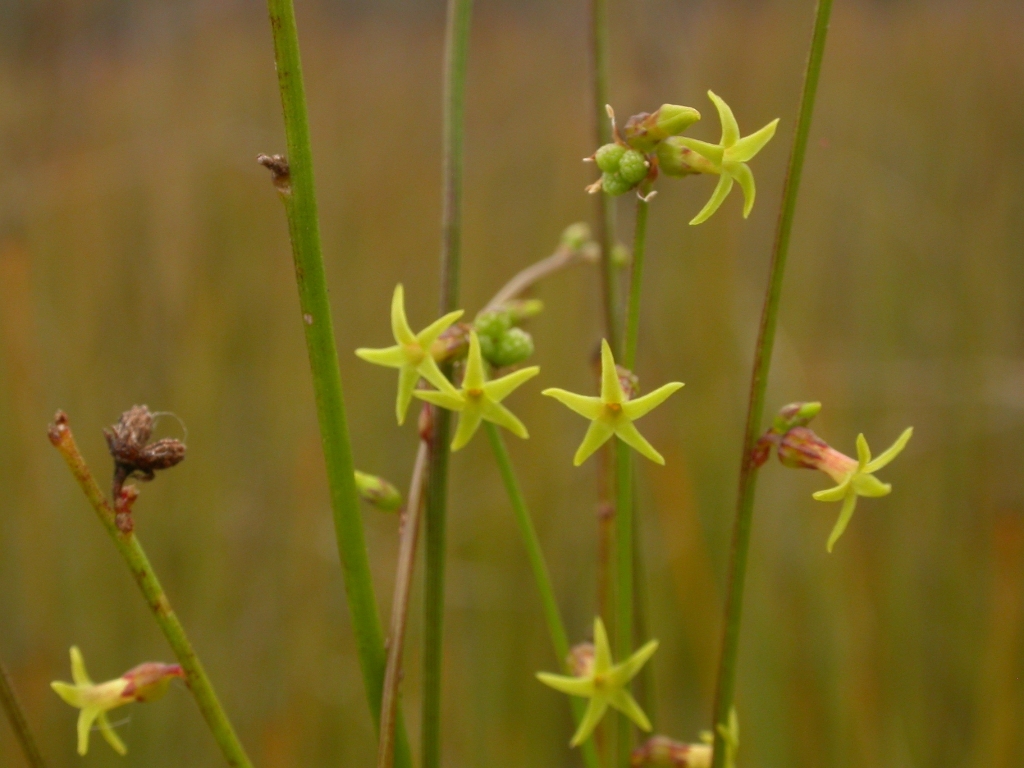 Stackhousia nuda (hero image)