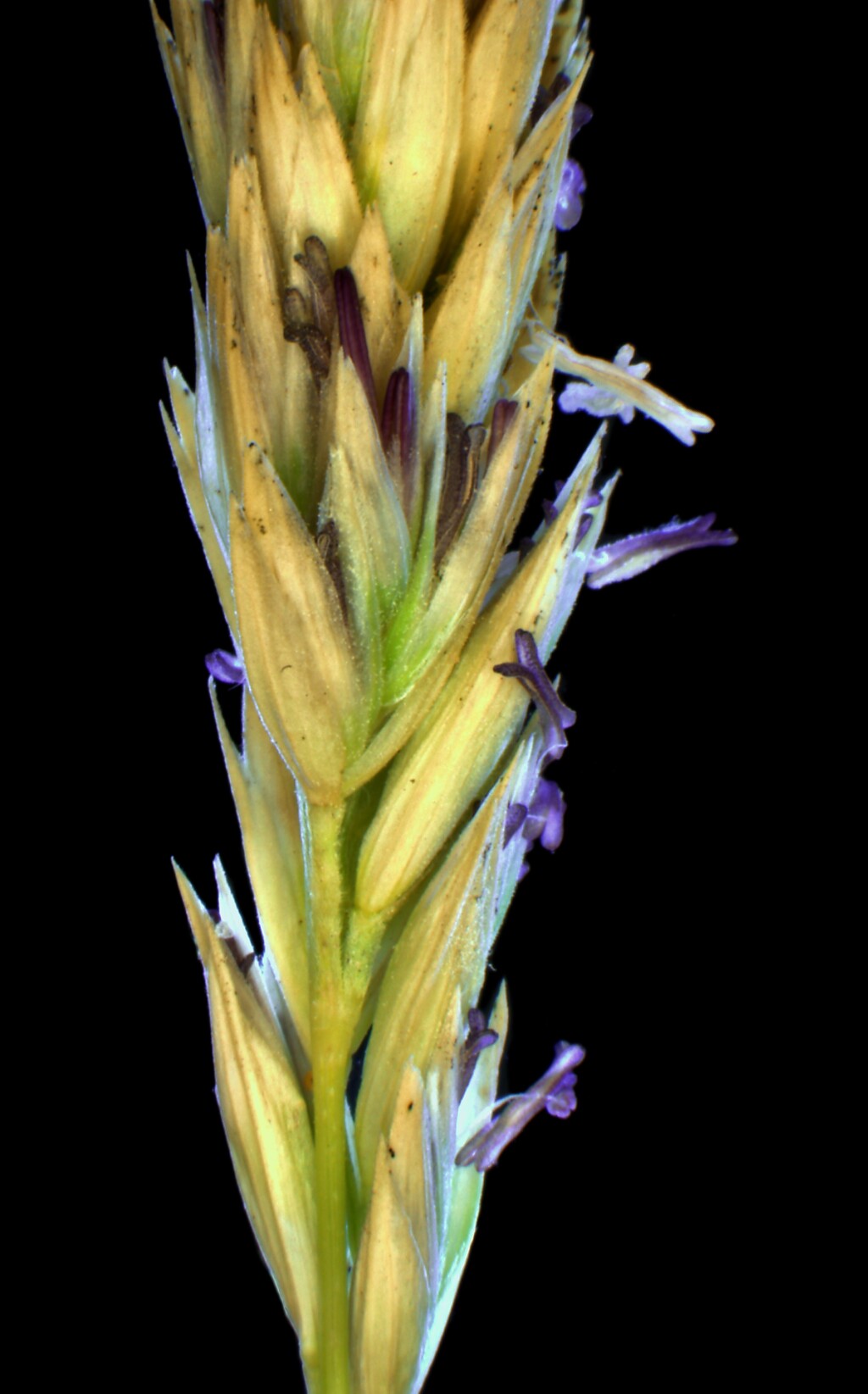 Poa billardierei (hero image)