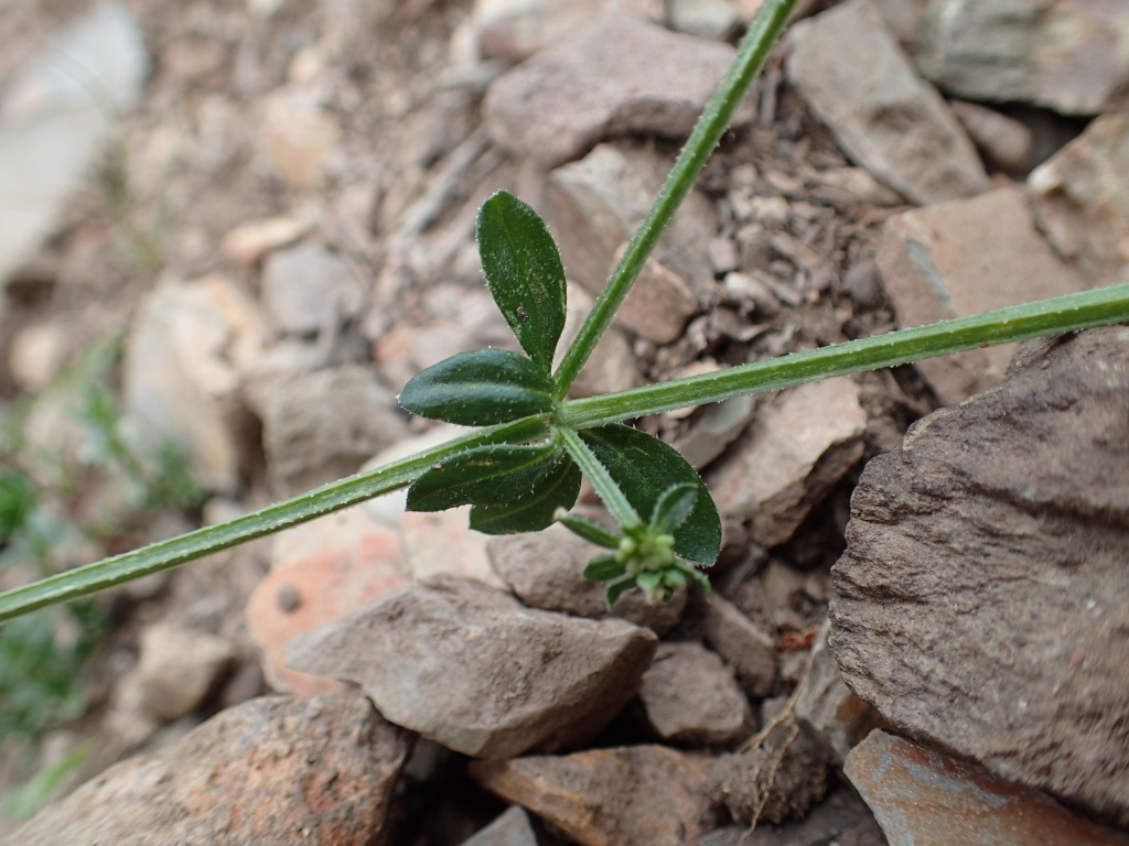 Galium liratum (hero image)