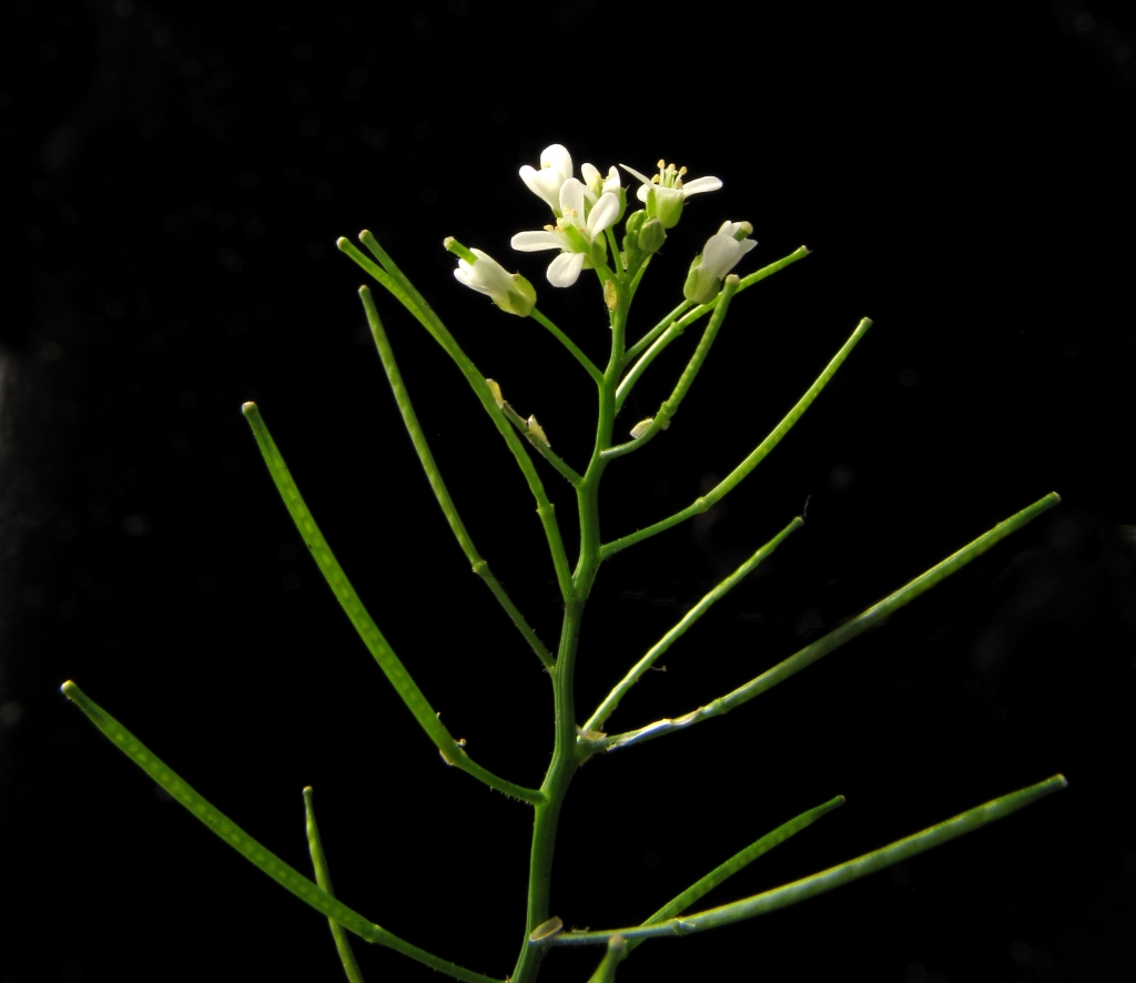 Cardamine flexuosa (hero image)