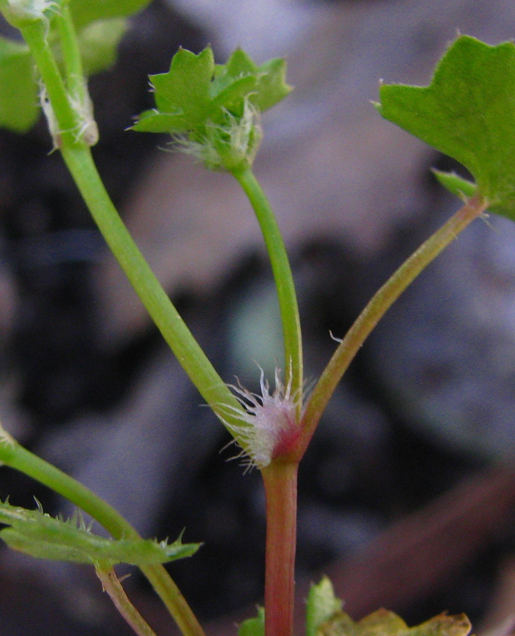 Hydrocotyle callicarpa (hero image)