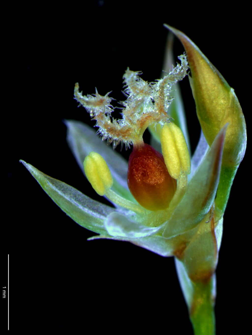 Juncus sarophorus (hero image)