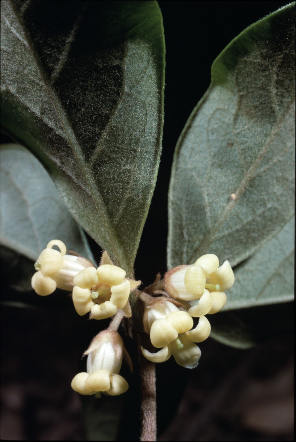 Pittosporum revolutum (hero image)