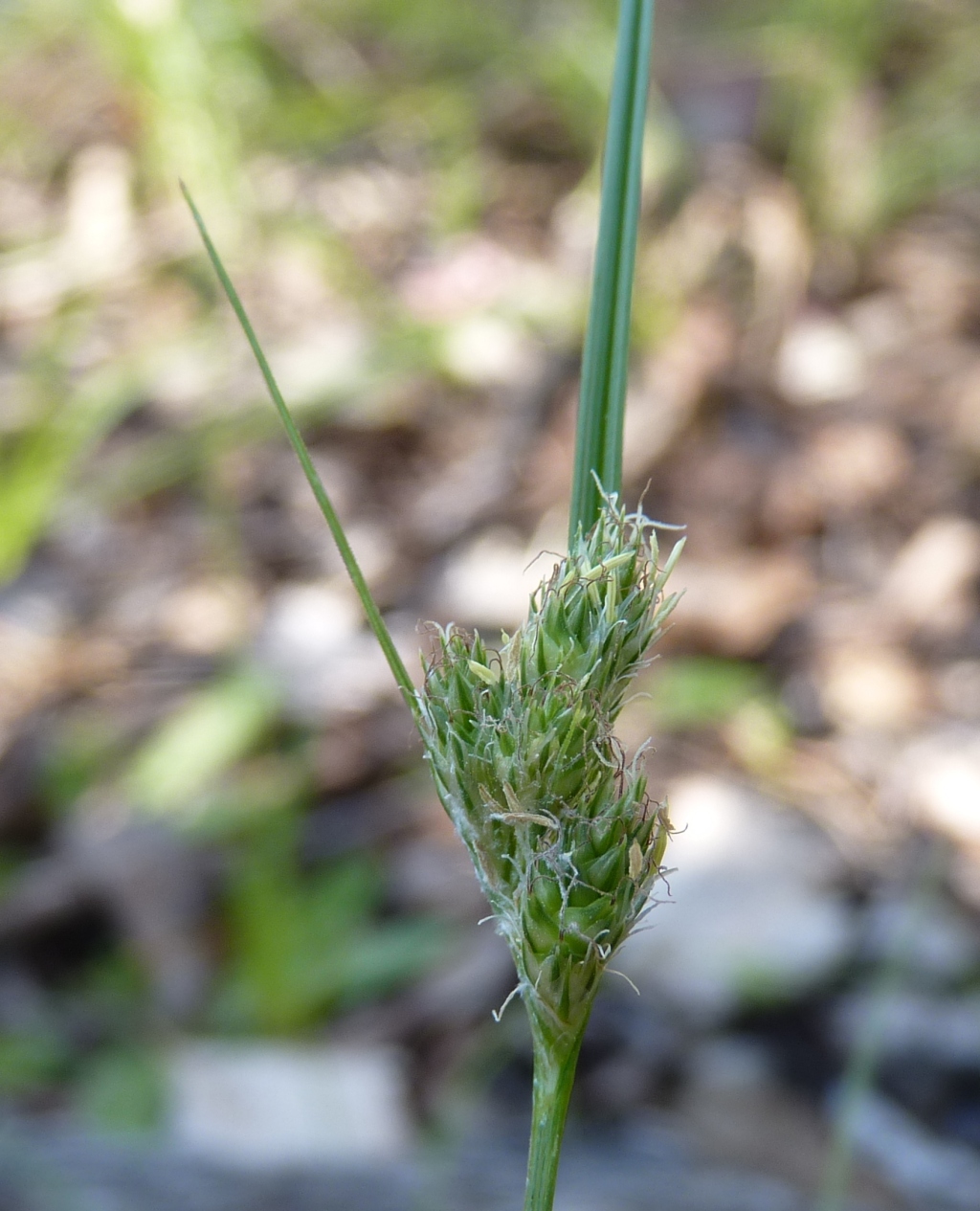 Carex inversa (hero image)