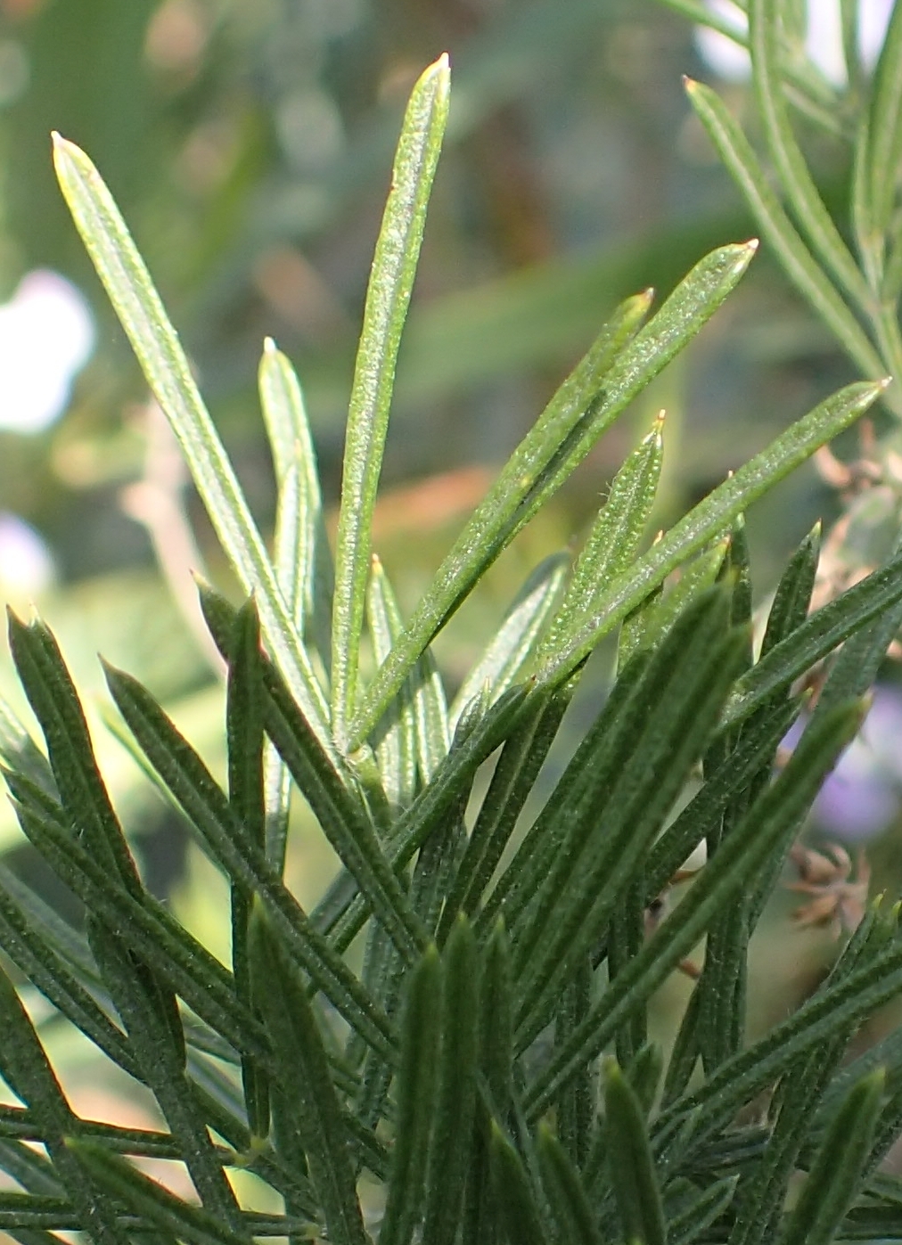 Psoralea arborea (hero image)