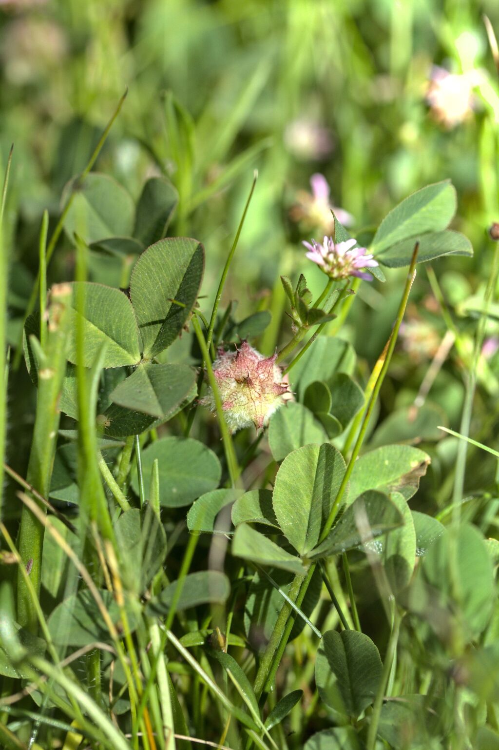 Trifolium resupinatum var. resupinatum (hero image)