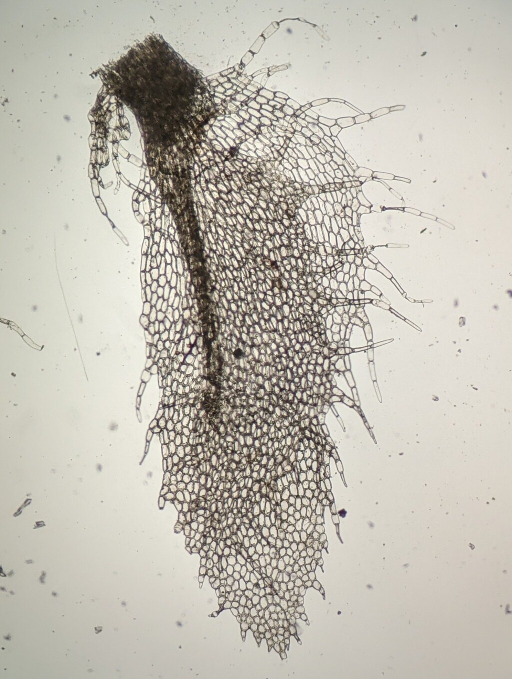 Schistochilaceae (hero image)