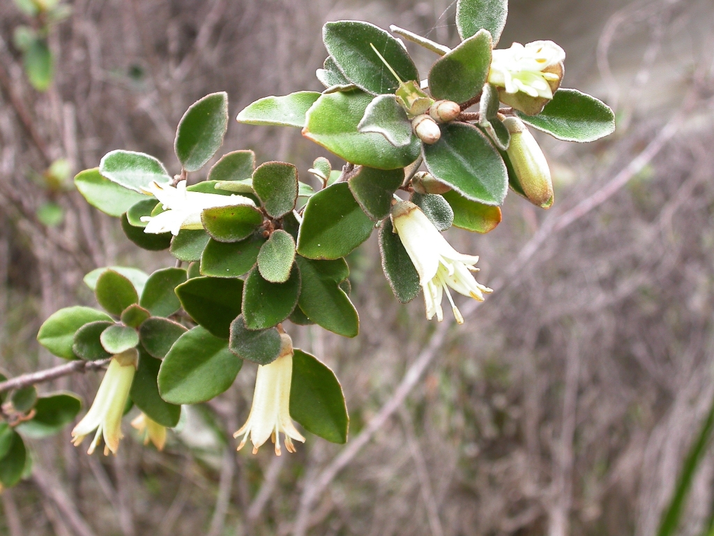 Correa backhouseana (hero image)