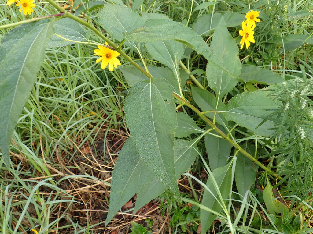 Helianthus tuberosus (hero image)