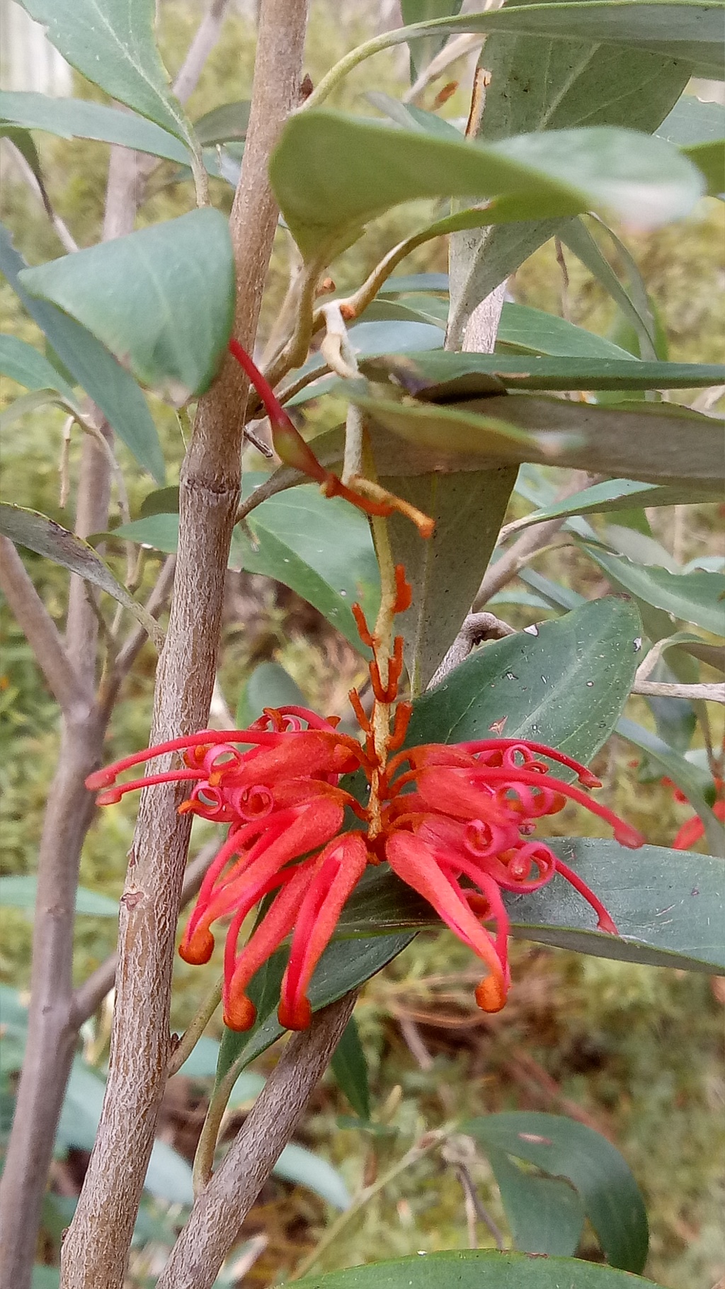 Grevillea victoriae (hero image)