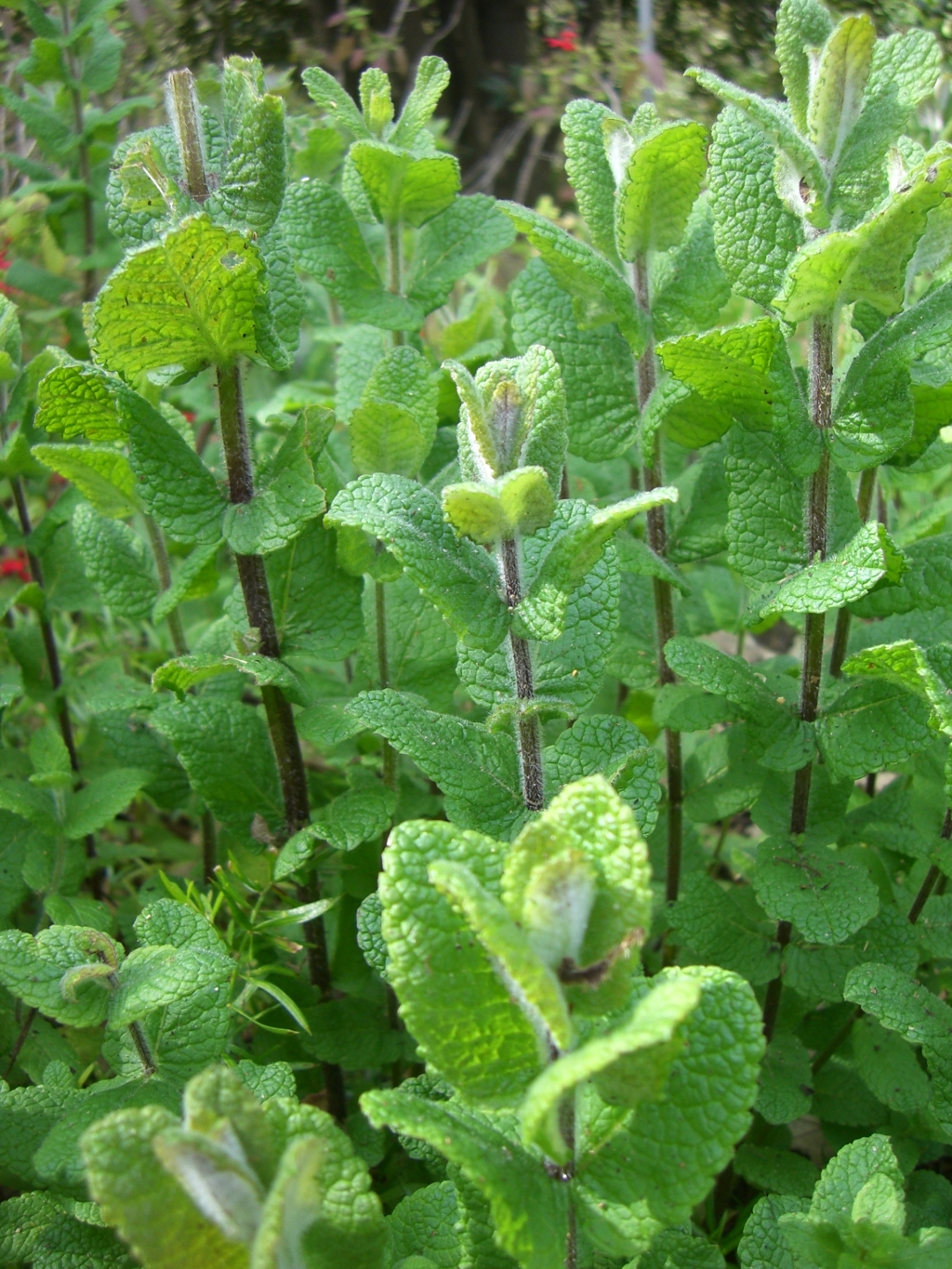 Mentha ×rotundifolia (hero image)