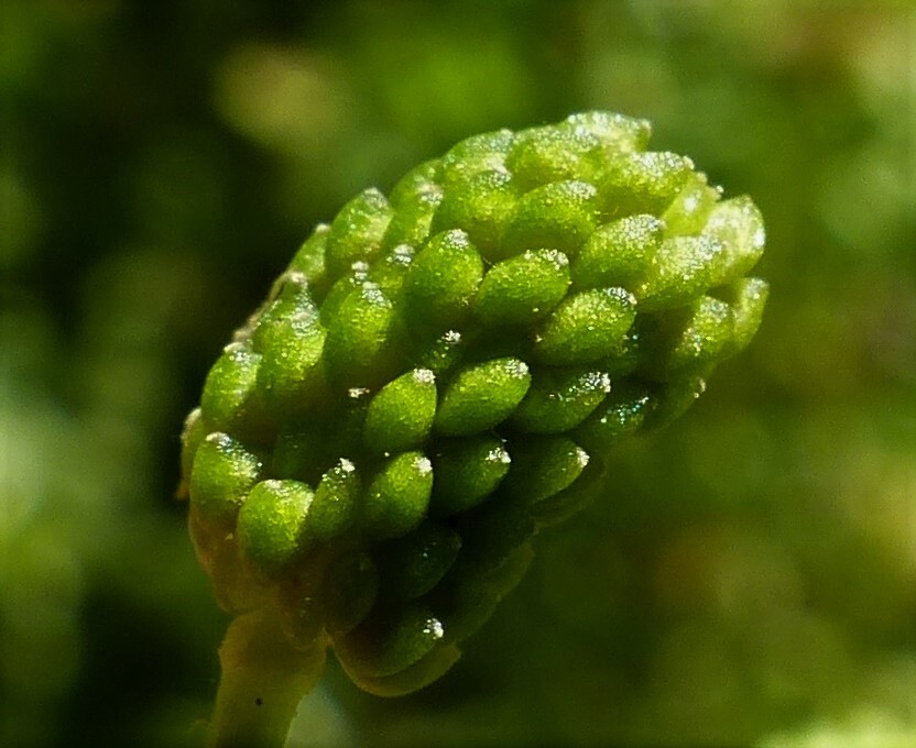 Ranunculus sceleratus (hero image)