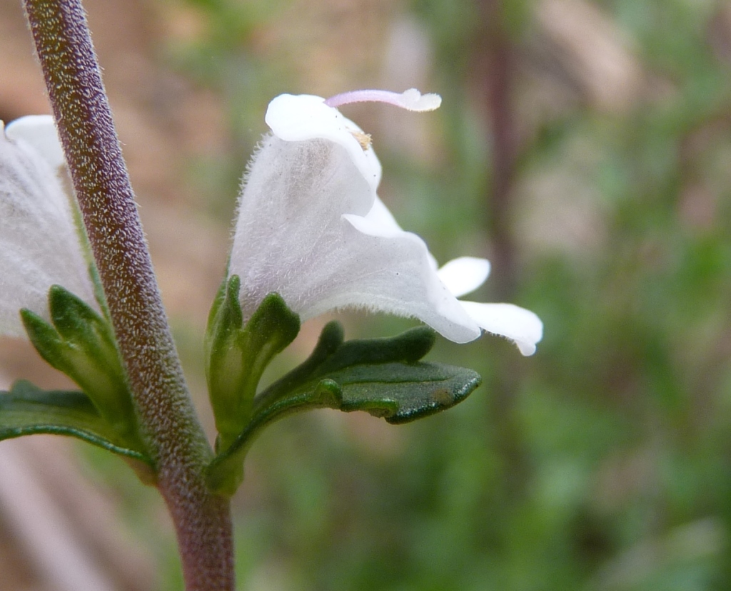 Orobanchaceae (hero image)