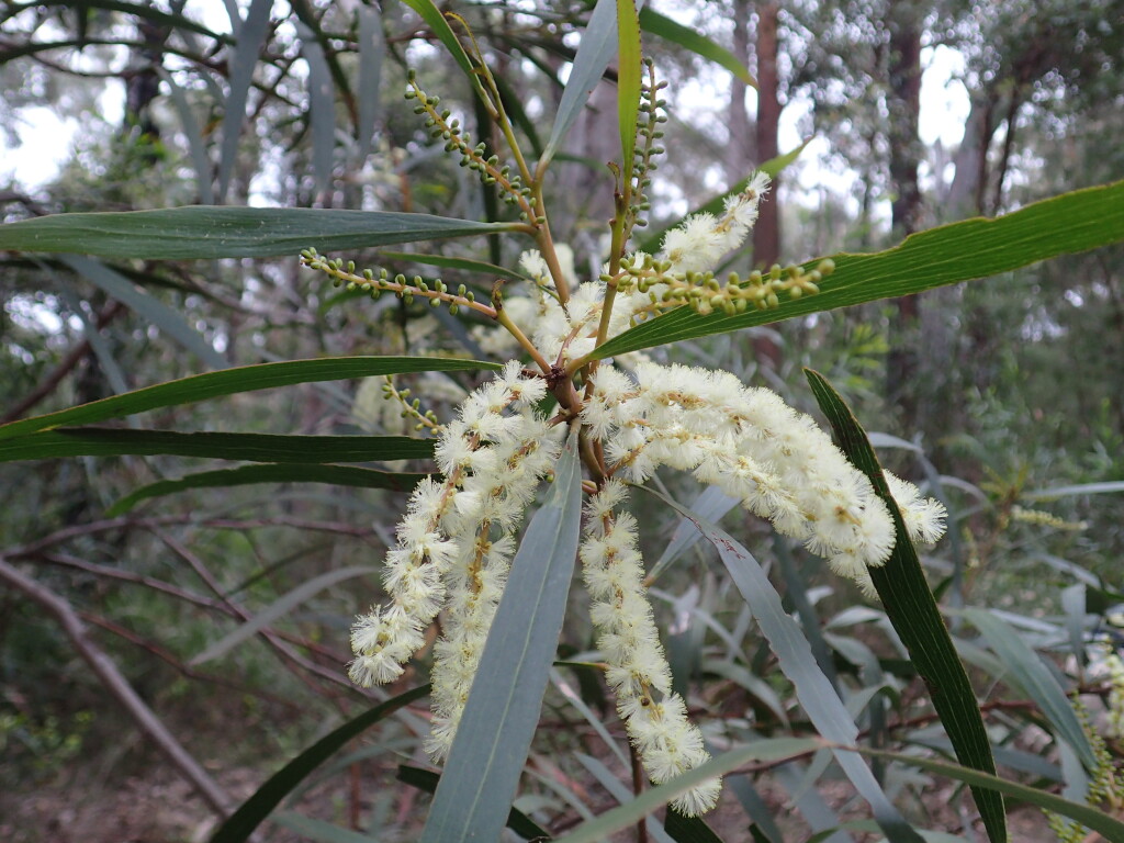 Acacia obtusifolia (hero image)