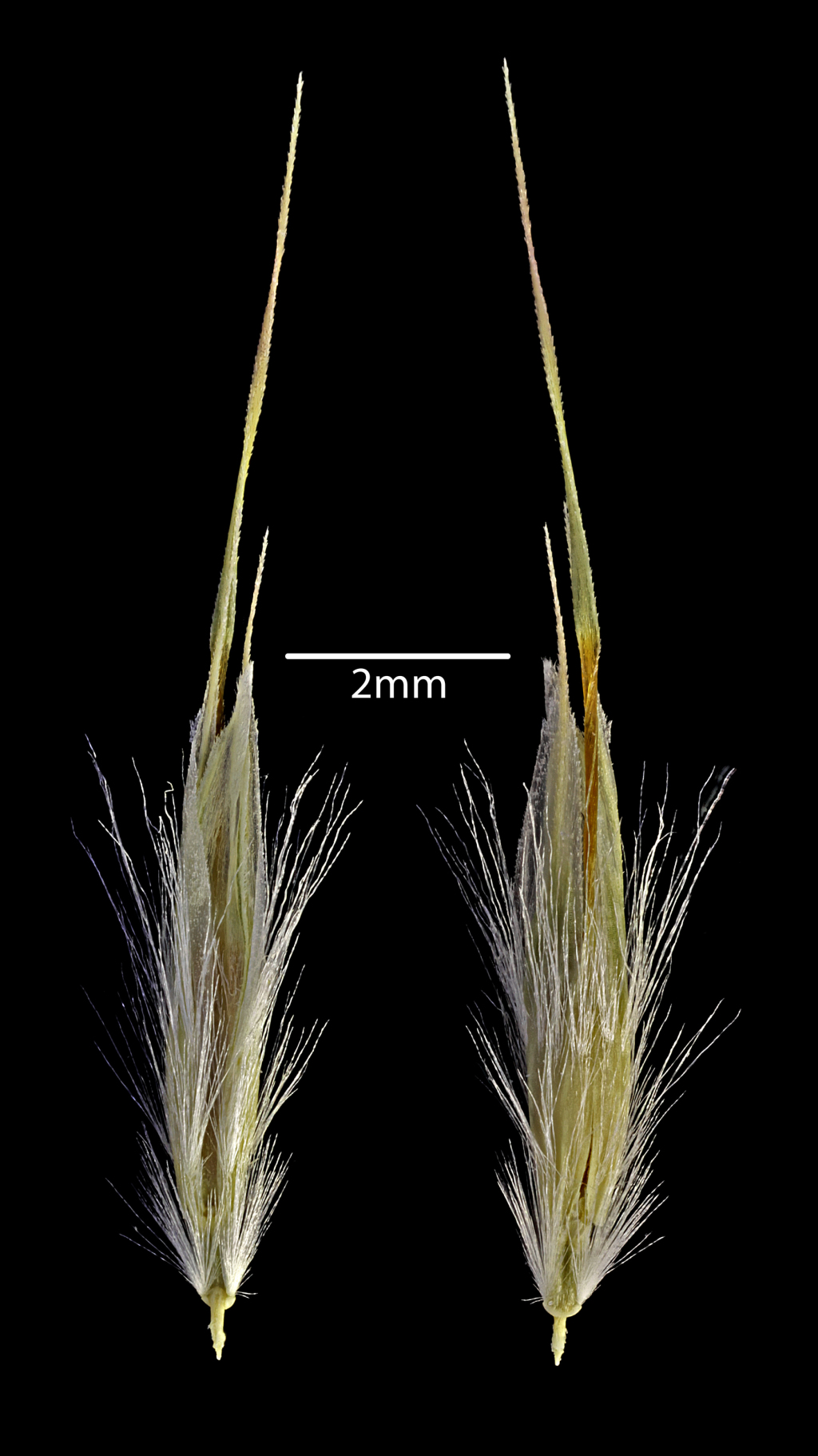 Rytidosperma (hero image)