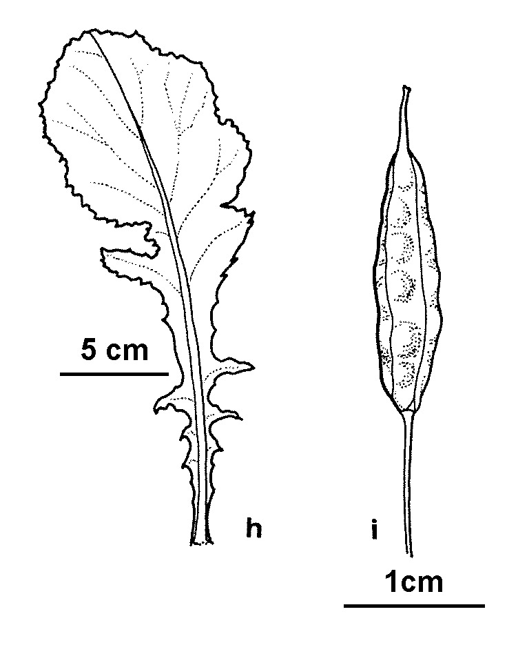 Brassica ×juncea (hero image)