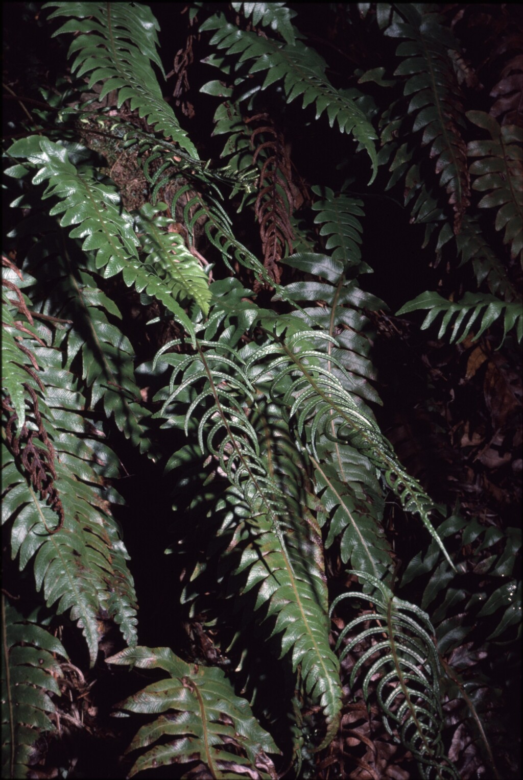 Blechnum deltoides (hero image)