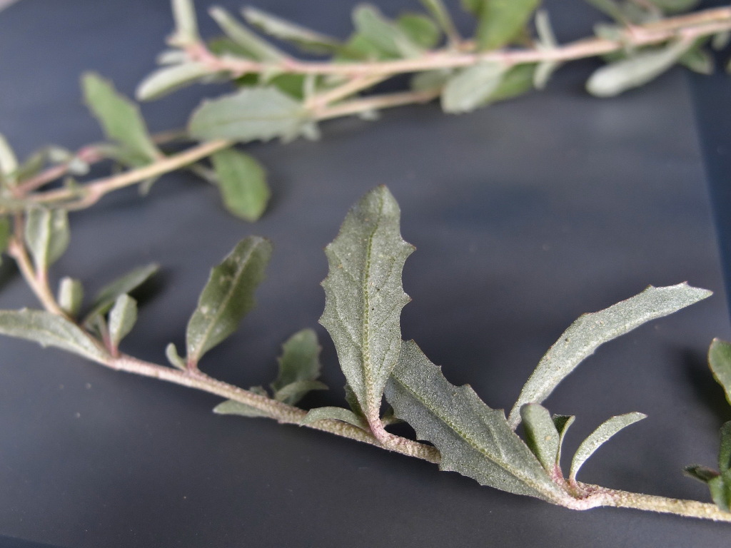 Atriplex semibaccata (hero image)