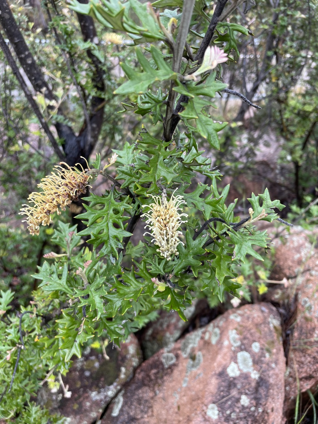 Grevillea willisii (hero image)