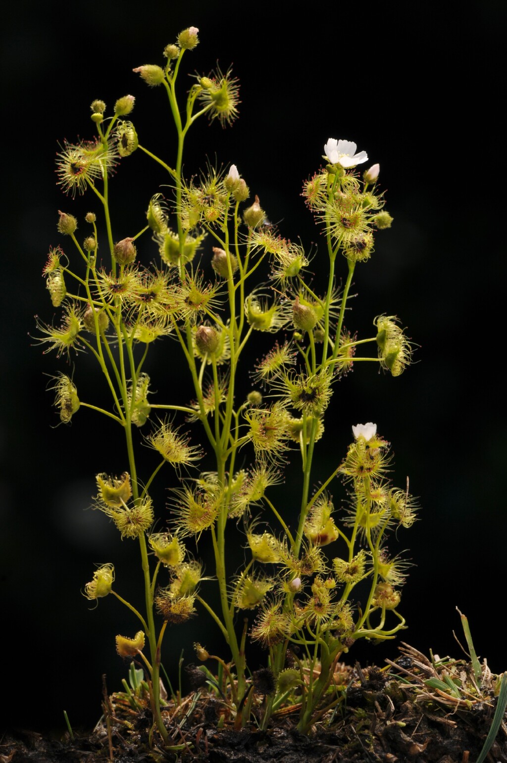 Drosera hookeri (hero image)