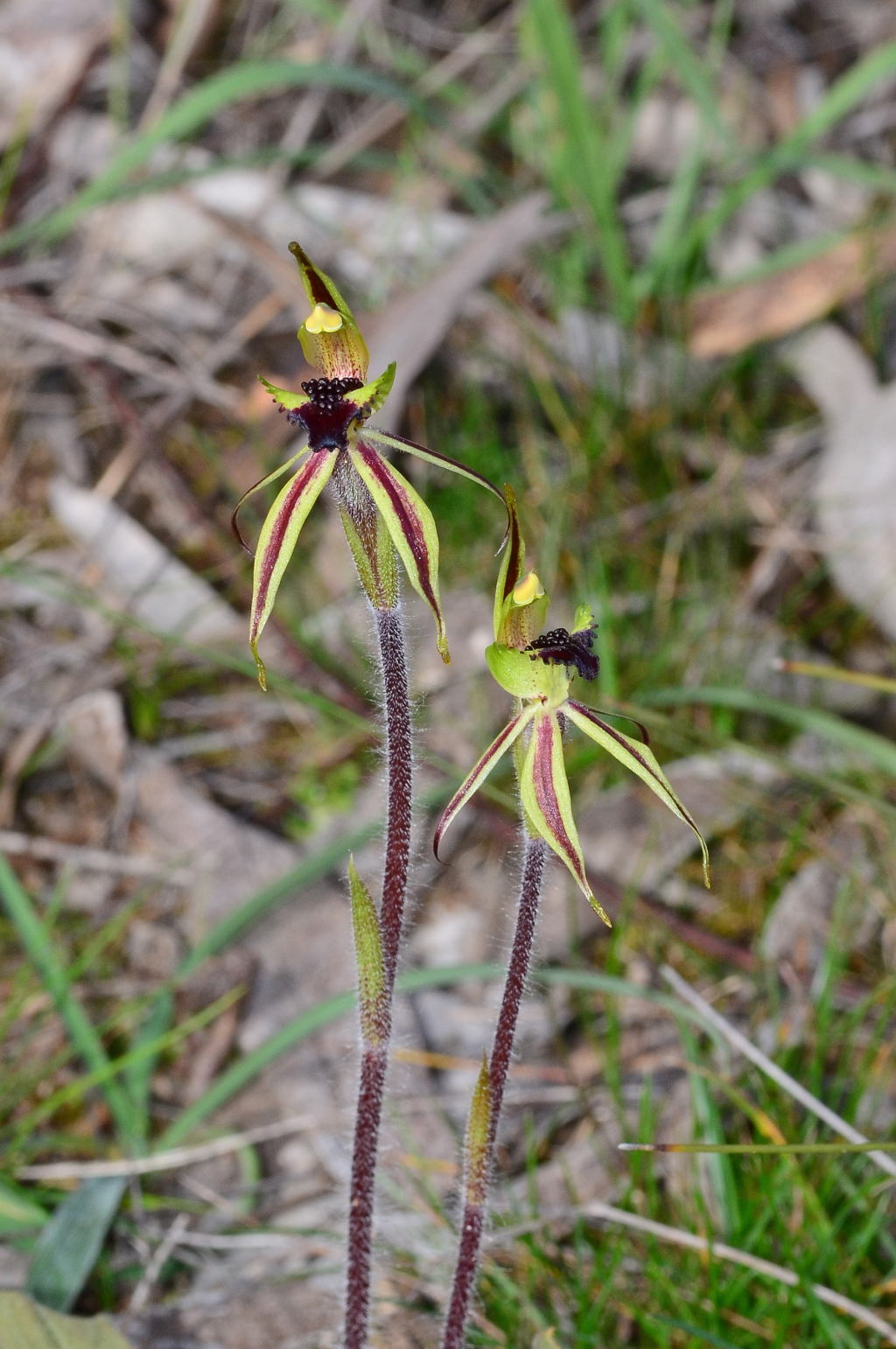 Caladenia toxochila (hero image)