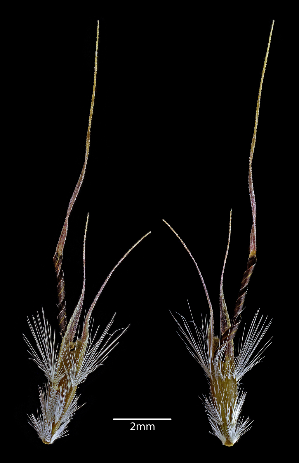 Rytidosperma aff. caespitosum (South-west swamps) (hero image)