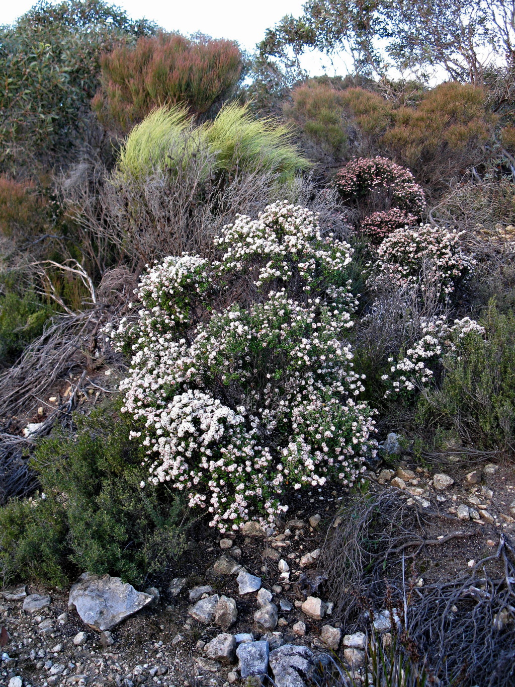 Pomaderris obcordata (hero image)