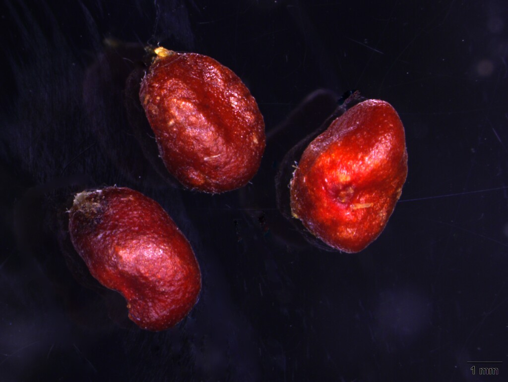 Pittosporum angustifolium (hero image)