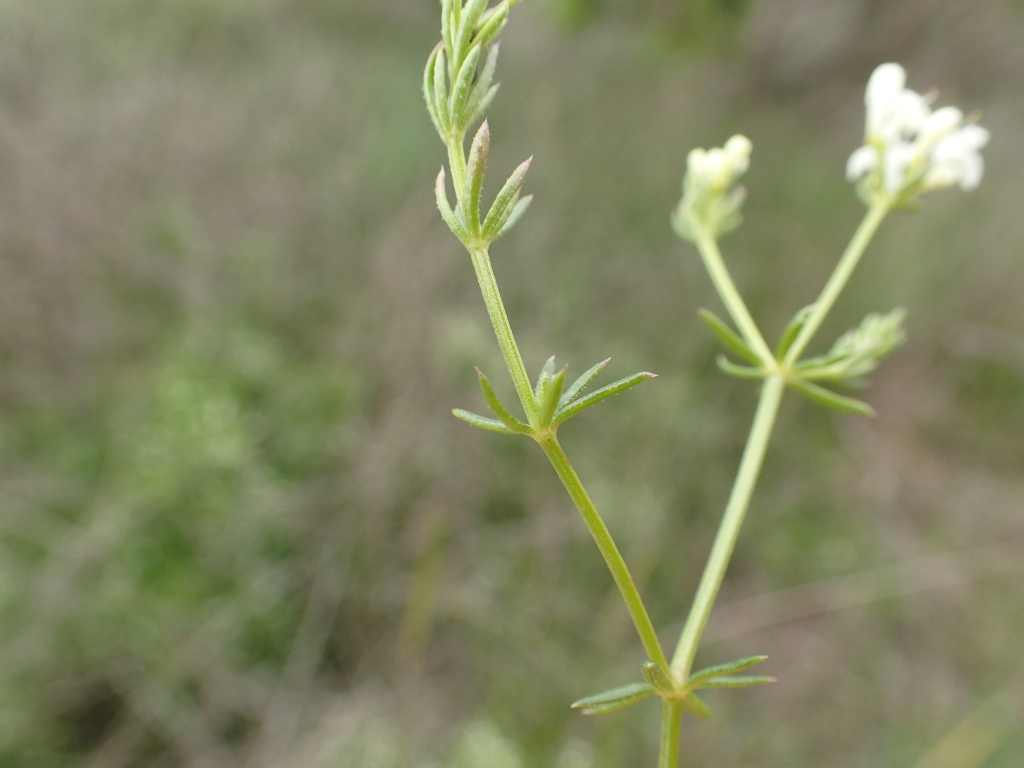 Asperula conferta (hero image)