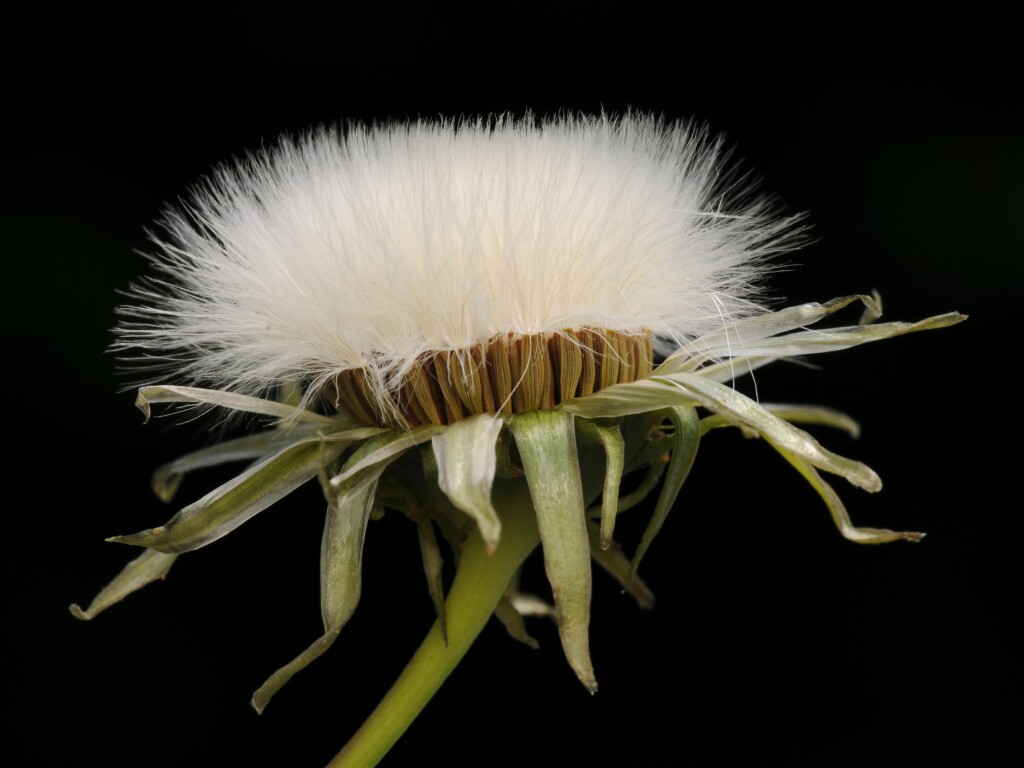 Sonchus oleraceus (hero image)
