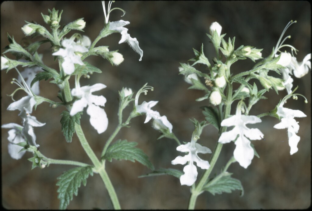 Teucrium corymbosum (hero image)