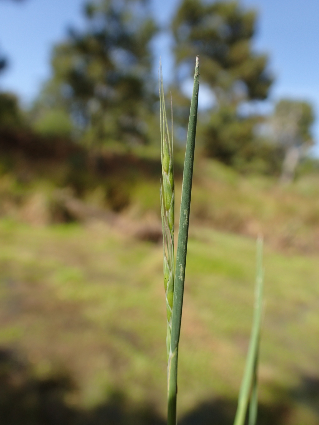 Amphibromus sinuatus (hero image)