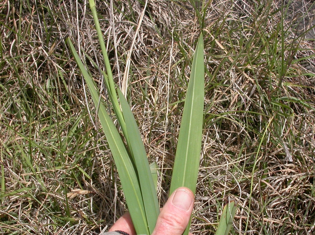 Dianella longifolia var. grandis (hero image)