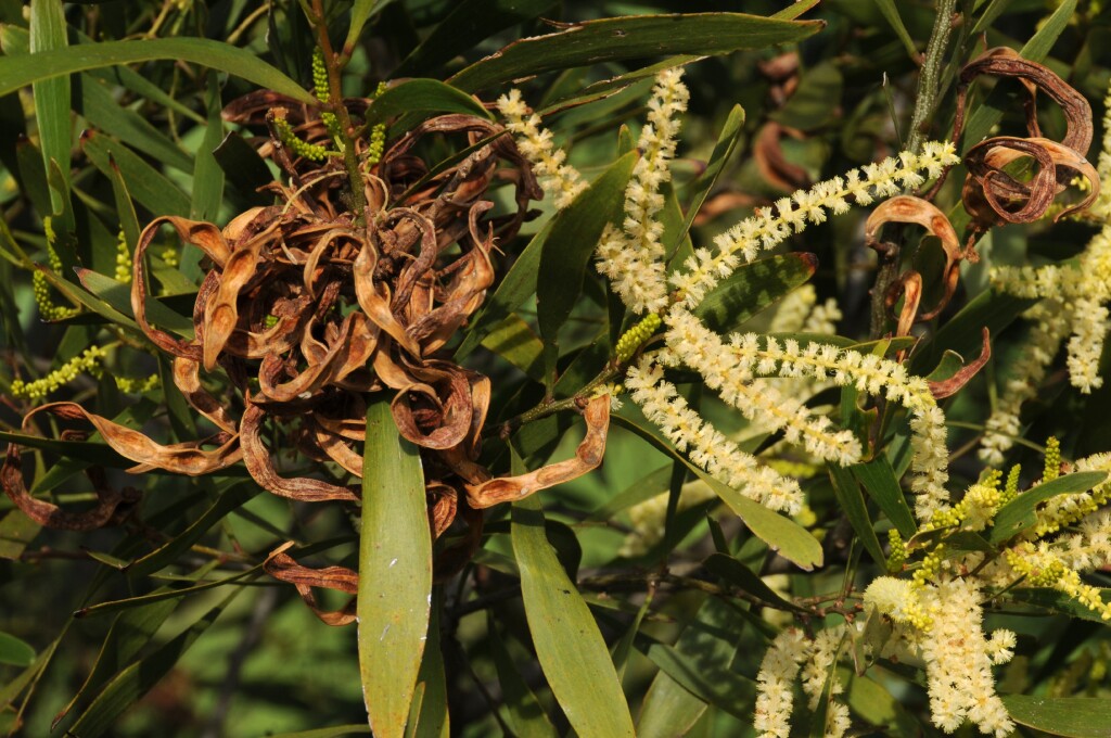 Acacia maidenii (hero image)