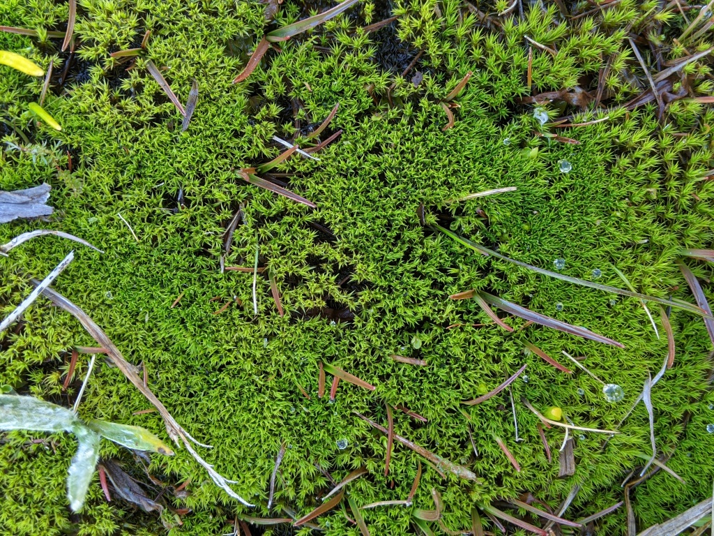 Bartramia subsymmetrica (hero image)