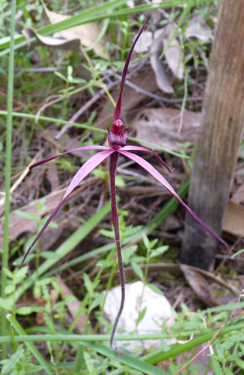 Caladenia concolor (hero image)