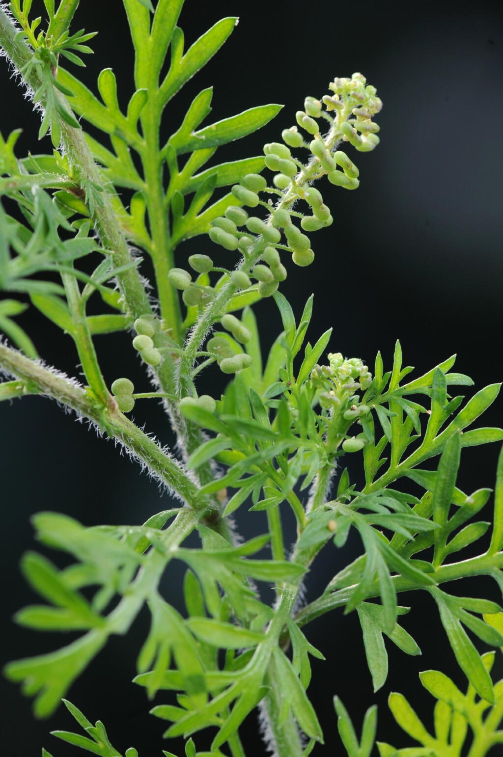 Lepidium didymum (hero image)