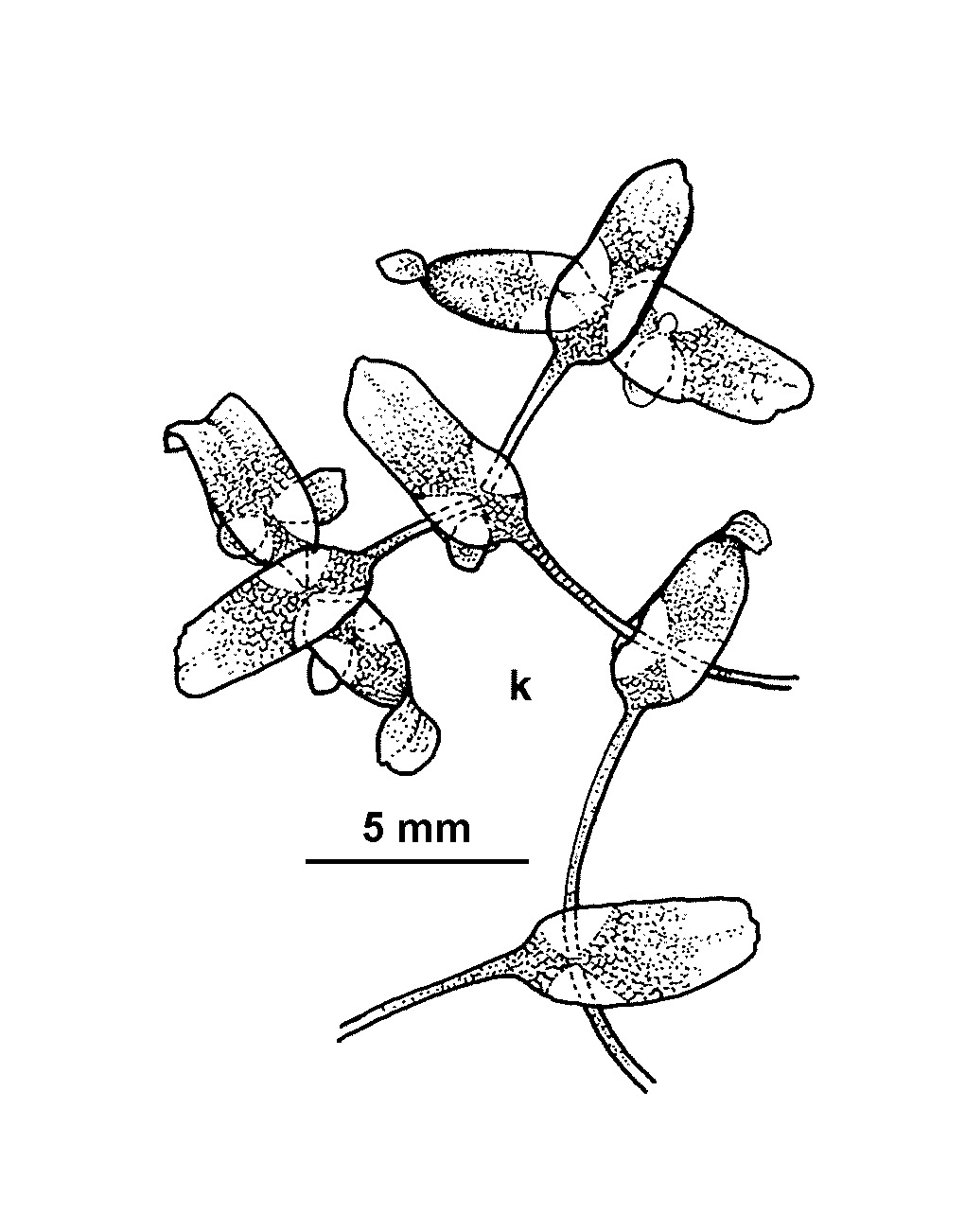 Lemna trisulca (hero image)