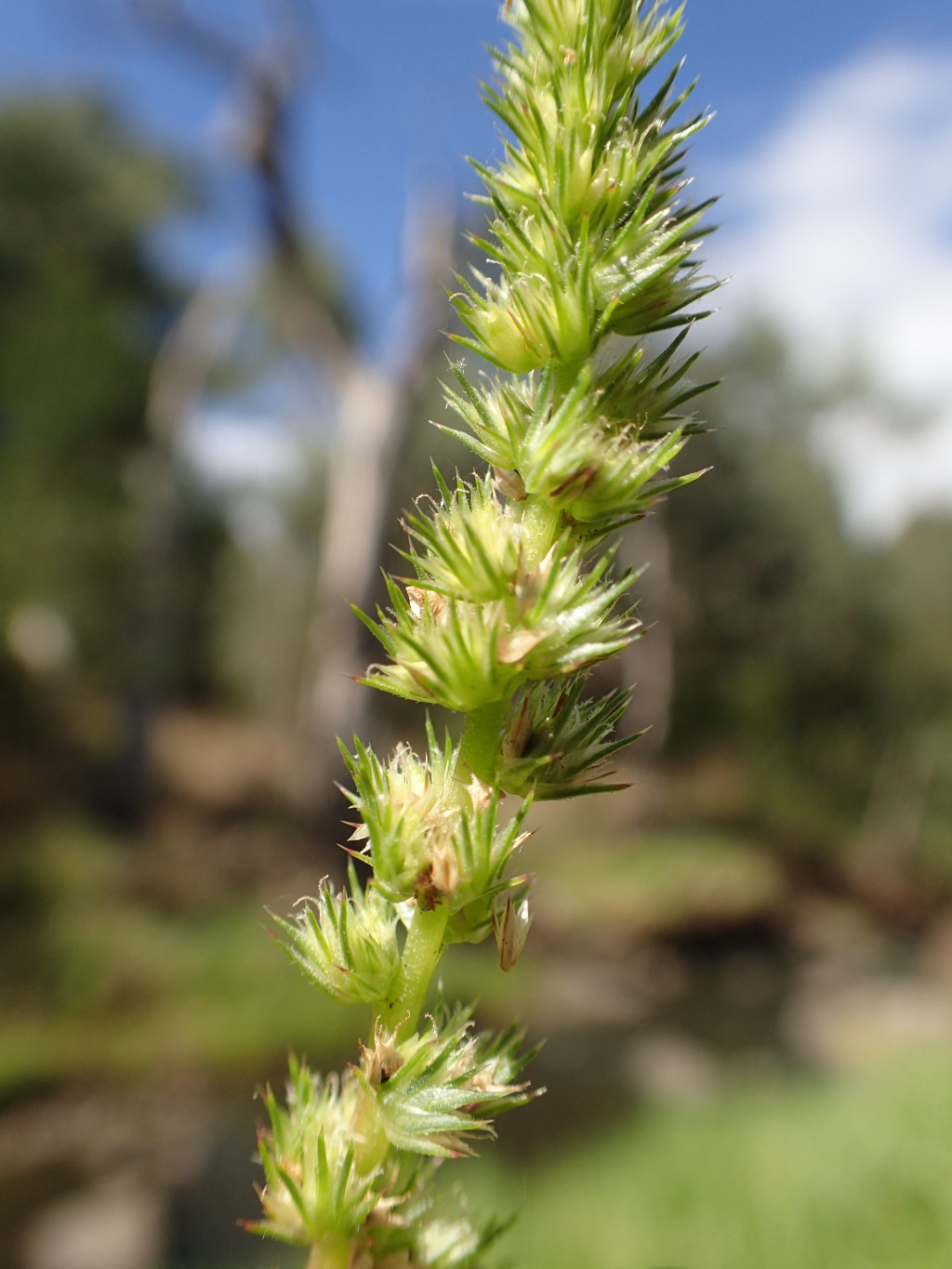 Amaranthus retroflexus (hero image)