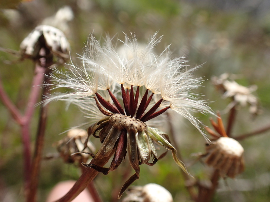 Picris angustifolia subsp. merxmuelleri (hero image)