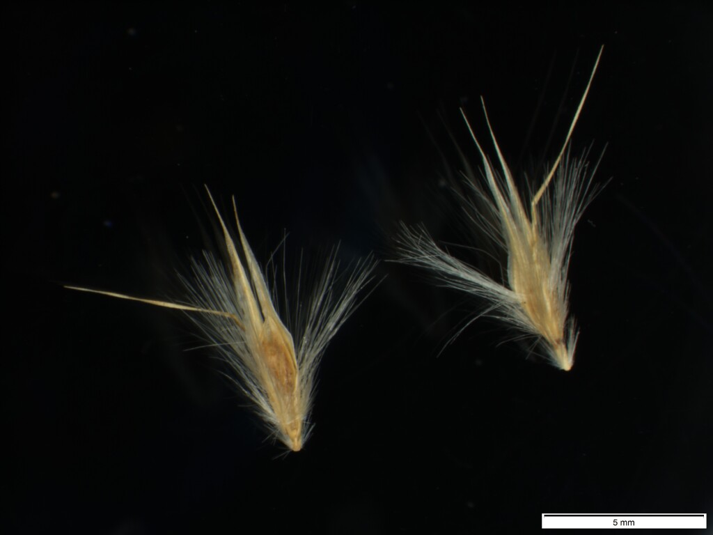 Rytidosperma tenuius (hero image)